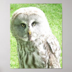 Affiche du hibou curieux