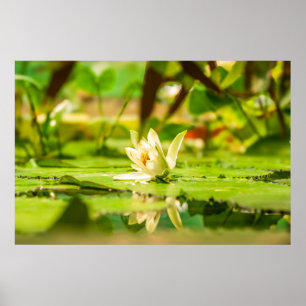 Affiche du jardin d'eau Lotus Blanc