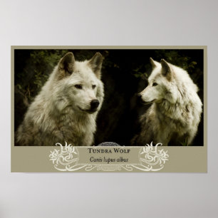Affiche du loup 11x17 de toundra