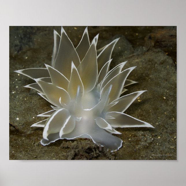 Affiche du Nudibranche alabaster (Dirona albolinea (Devant)