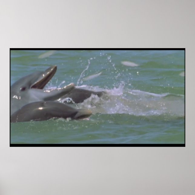 Affiche du petit-déjeuner dauphin (Devant)