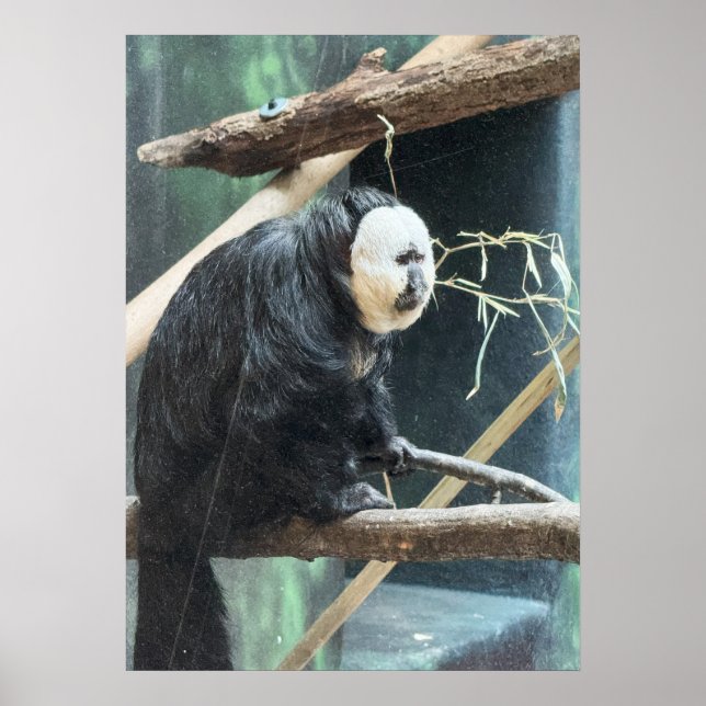Affiche du singe saki à face blanche (Devant)