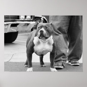 Affiche du Staffordshire Terrier américain