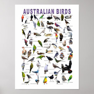 Affiche du tableau des oiseaux australiens