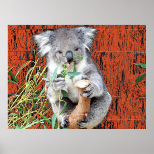 Affiche du temps de snack du koala