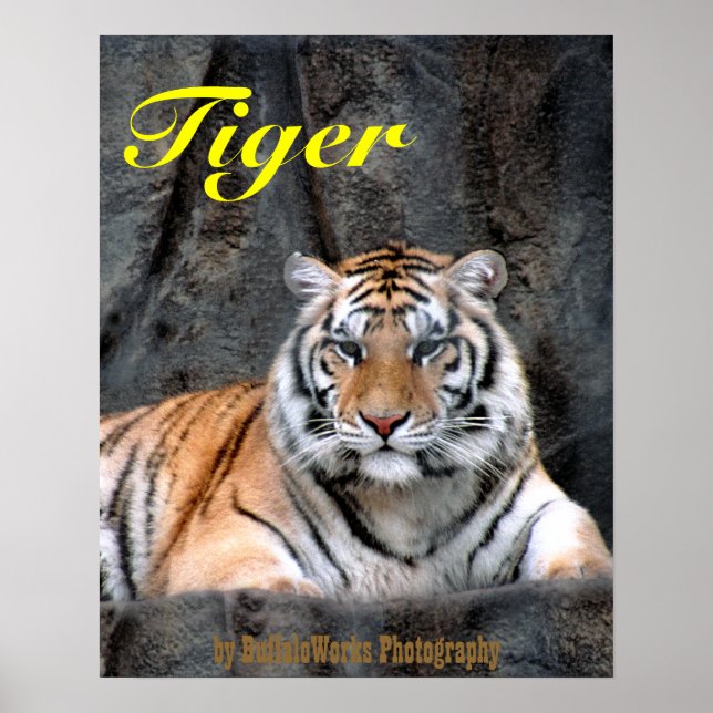 Affiche du Tigre au repos (Devant)
