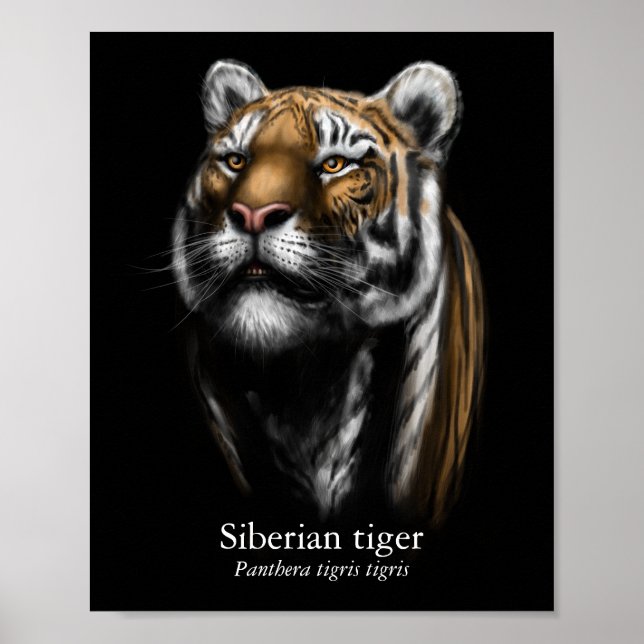 Affiche du Tigre de Sibérie (Semi-brillant) (Devant)