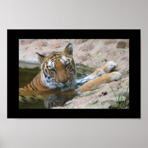affiche du visage de tigre