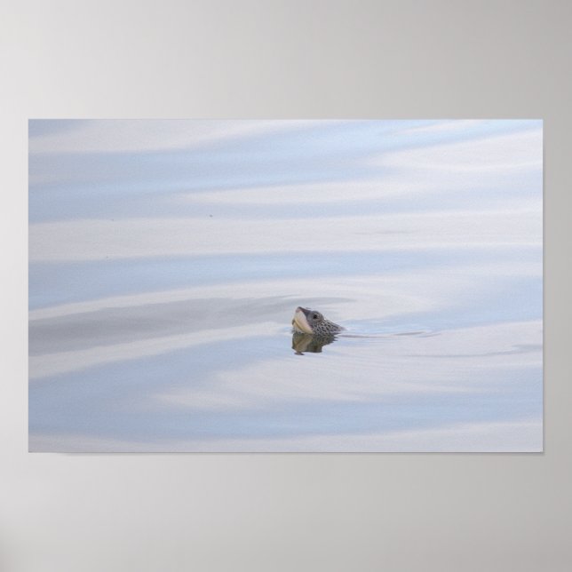 Affiche du visage de tortue Diamondback Terrapin (Devant)