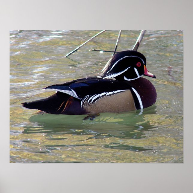 Affiche Duck de bois Drake (Devant)