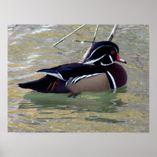 Affiche Duck Drake