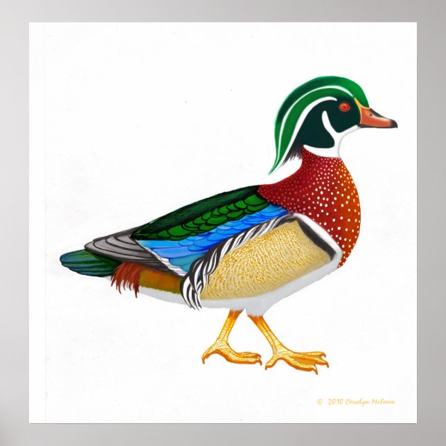 Affiche Duck en bois coloré Drake Imprimer (Devant)