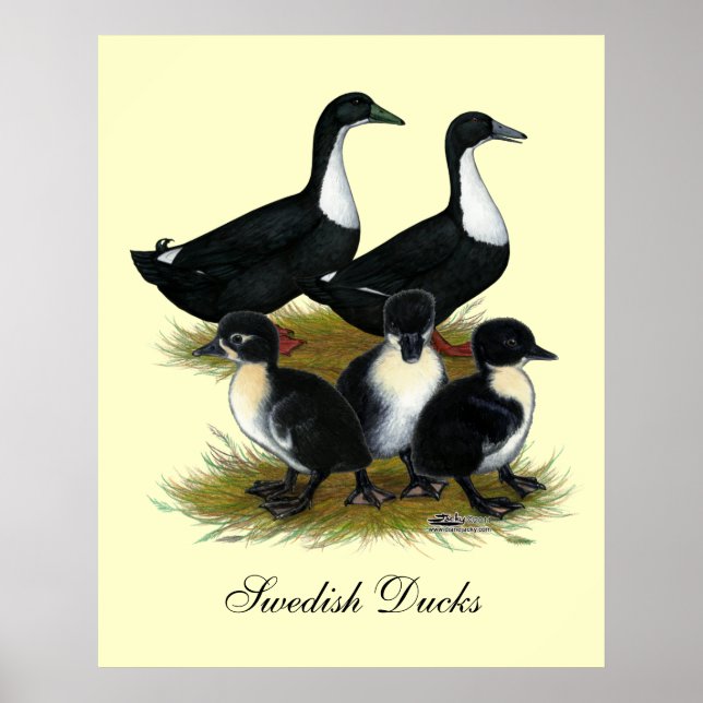 Affiche Duck Family (Devant)