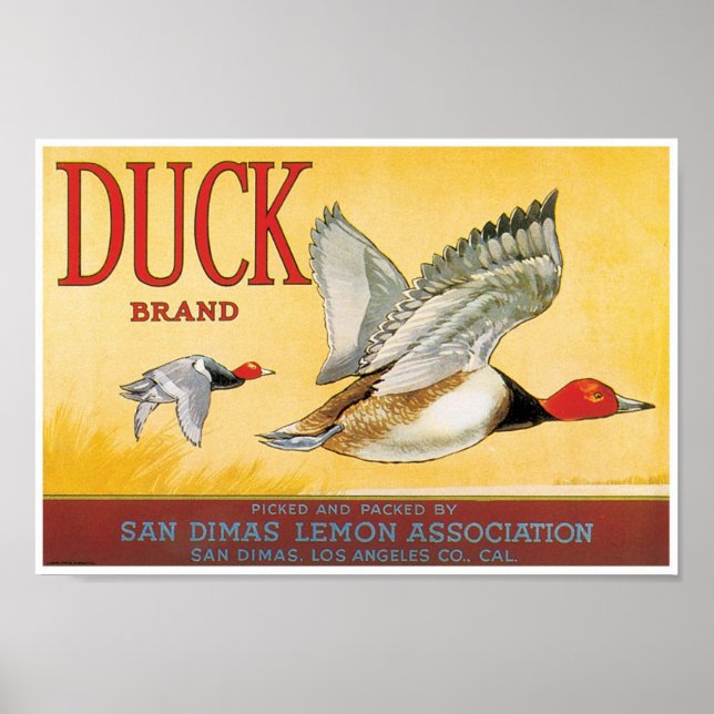 Affiche Duck Lemon San Dimas Los Angeles County Californie (Devant)