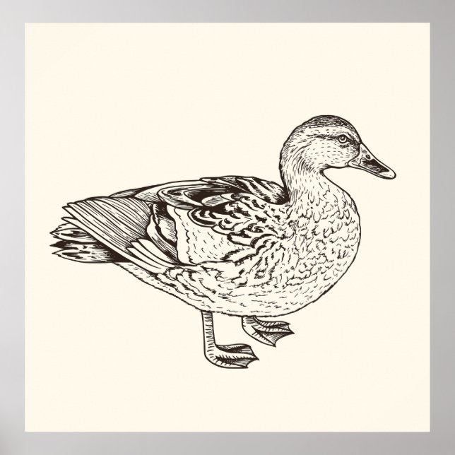 Affiche Duck Sketch (Devant)