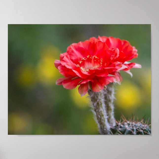 Affiche Duet de feu (Devant)