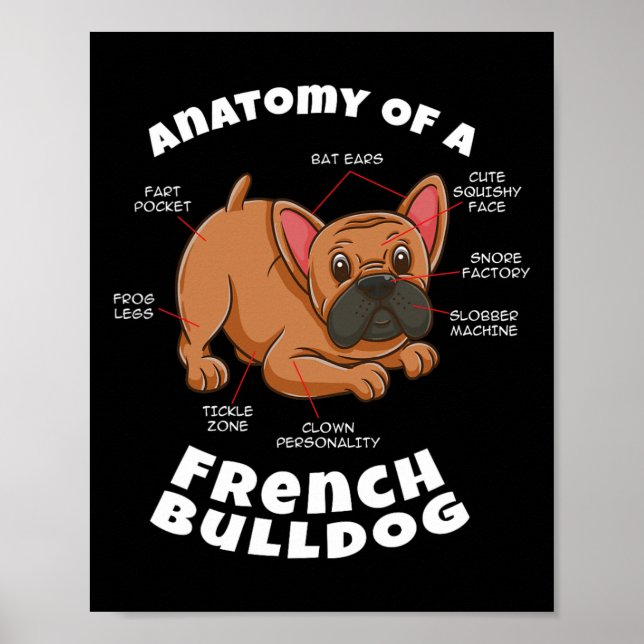 Affiche D'un bouledogue français  (Devant)