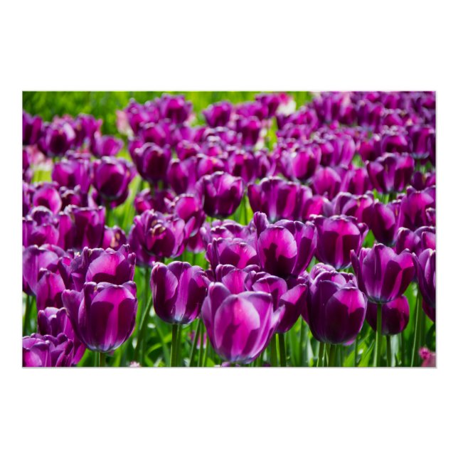 Affiche d'un grand champ de tulipes violettes (Devant)
