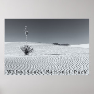 Affiche Dunes de sable du désert noir et blanc avec Yucca