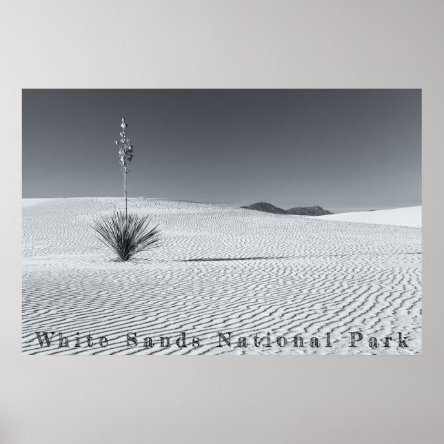 Affiche Dunes de sable du désert noir et blanc avec Yucca (Devant)