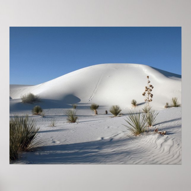 Affiche Dunes transversales et Yucca à feuilles de savon (Devant)