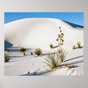 Affiche Dunes transverses et soaptree Yucca