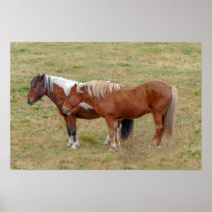 Affiche Duo de chevaux islandais, pâturage en Islande