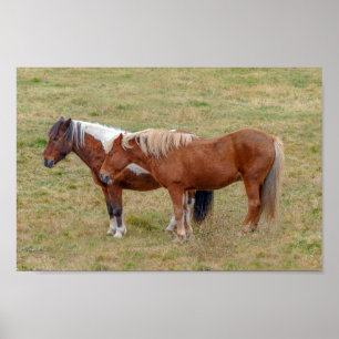 Affiche Duo de chevaux islandais, pâturage islandais