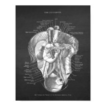 Duodenum Anatomie Art Gastroentérologue Décor