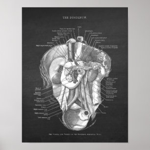 Affiche Duodenum Anatomie Art Gastroentérologue Décor