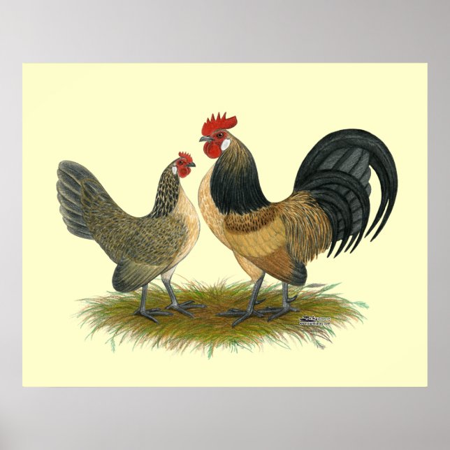Affiche Dutch Bantam : Quail bleu (Devant)