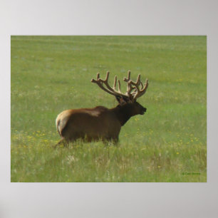 Affiche E12 Bull Elk 1 ou 2 ?