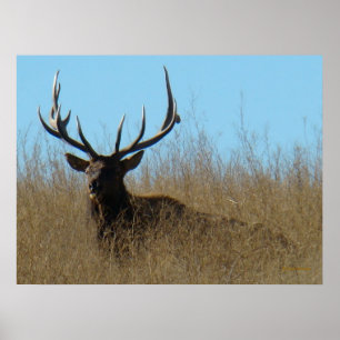 Affiche E26 Bull Elk Laying in the Weeds