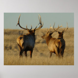 Affiche E28 Bull Elk