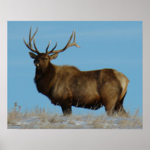 Affiche E62 Bull Elk Sky Lined