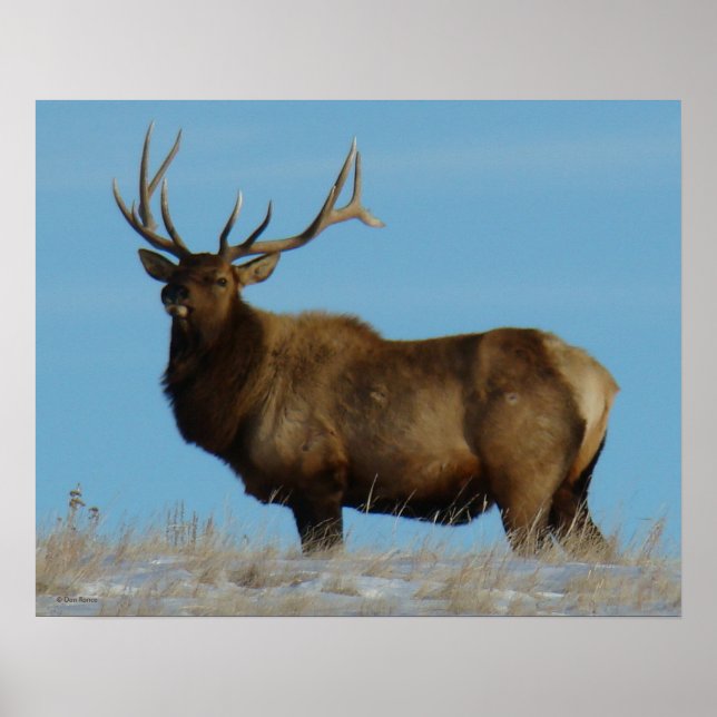 Affiche E62 Bull Elk Sky Lined (Devant)