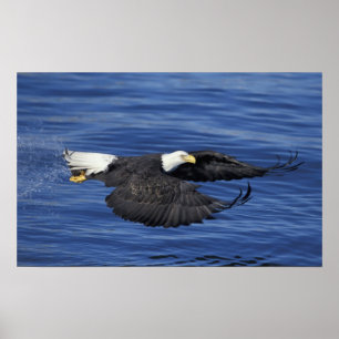 Affiche É.-U., Alaska, Kenai Peninsula Pygargue à tête bla