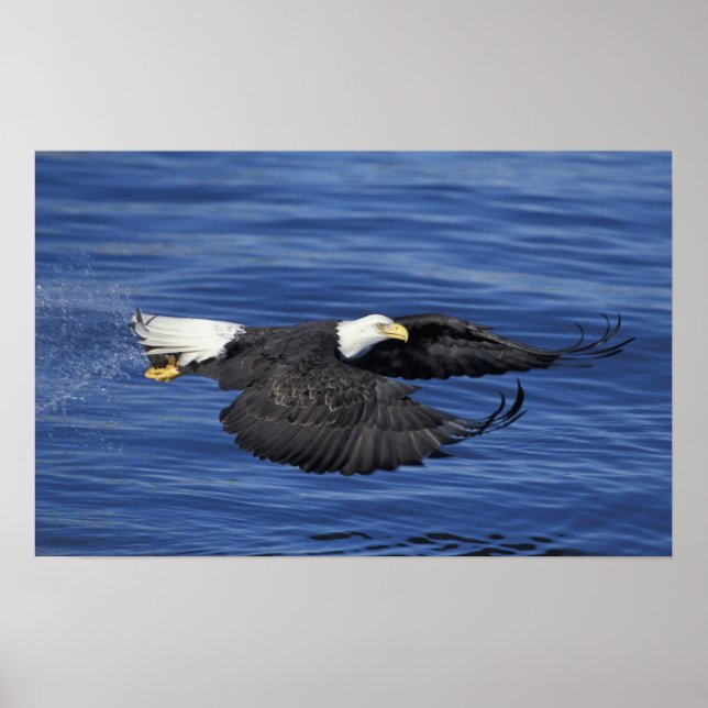 Affiche É.-U., Alaska, Kenai Peninsula Pygargue à tête bla (Devant)