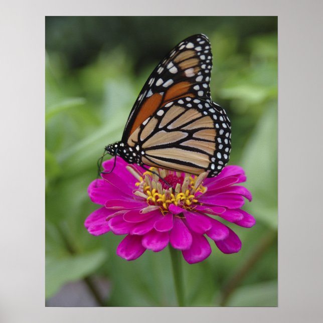 Affiche É.-U., Massachusetts, Boylston, Tower Hill (Devant)