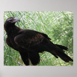 Affiche Eagle Cale-coupé la queue (audax d'Aquila)