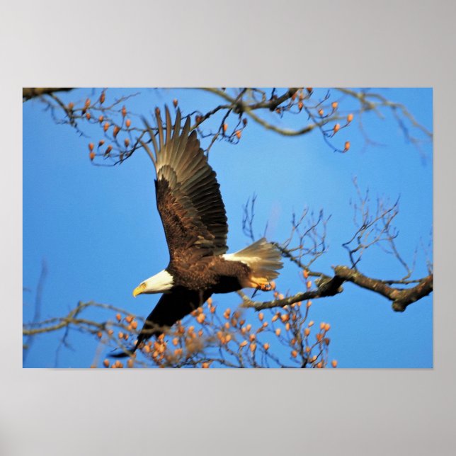 Affiche Eagle chauve (Devant)