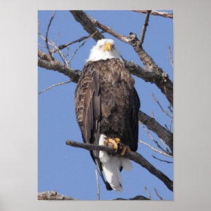 Affiche Eagle chauve 2010
