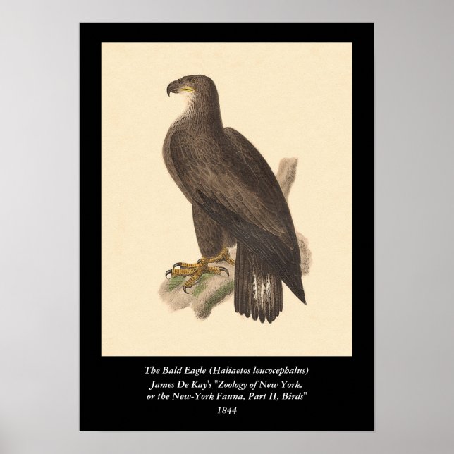 Affiche Eagle chauve (leucocephalus de Haliaetos) (Devant)