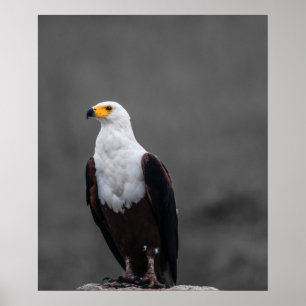 Affiche Eagle Minimaliste Sélective Photographie couleur