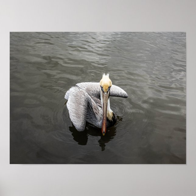 Affiche East Coast Pelican (Matte) (Devant)