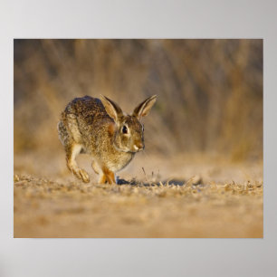 Affiche Eastern cottontail rabbit hopping