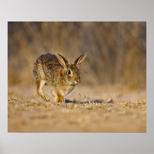 Affiche Eastern cottontail rabbit hopping (Devant)