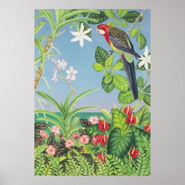 Affiche Eastern Rosella (Devant)