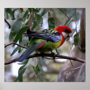 Affiche Eastern Rosella