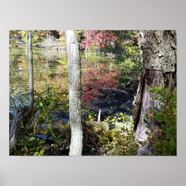 Affiche eau et arbres (Devant)